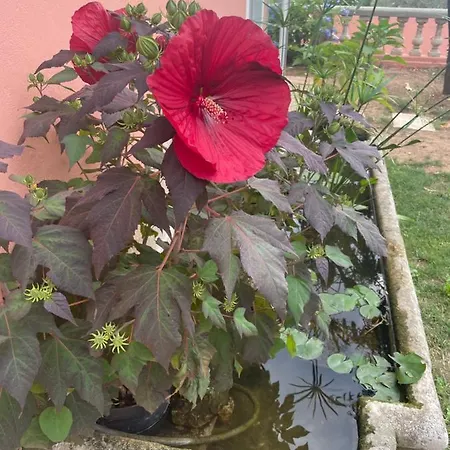 D'hotes Duplex Le Petit Mas Nicois De La Rose Nice