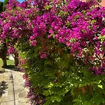 Bed & Breakfast D'hotes Duplex Le Petit Mas Nicois De La Rose